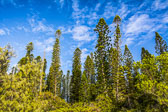 otti-20150711-isle-of-pines-pines7-dsc-3324.jpg