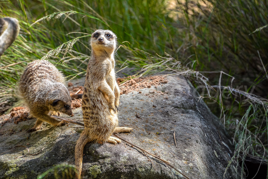 otti-20150405-sydney-meercat-1-dsc-2356.jpg