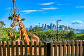 otti-20150402-giraffe-sydney-skyline-DSC_2483.jpg