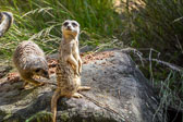 otti-20150405-sydney-meercat-1-dsc-2356.jpg