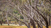 otti-20170226-Maroochy-trees-P1010090.jpg